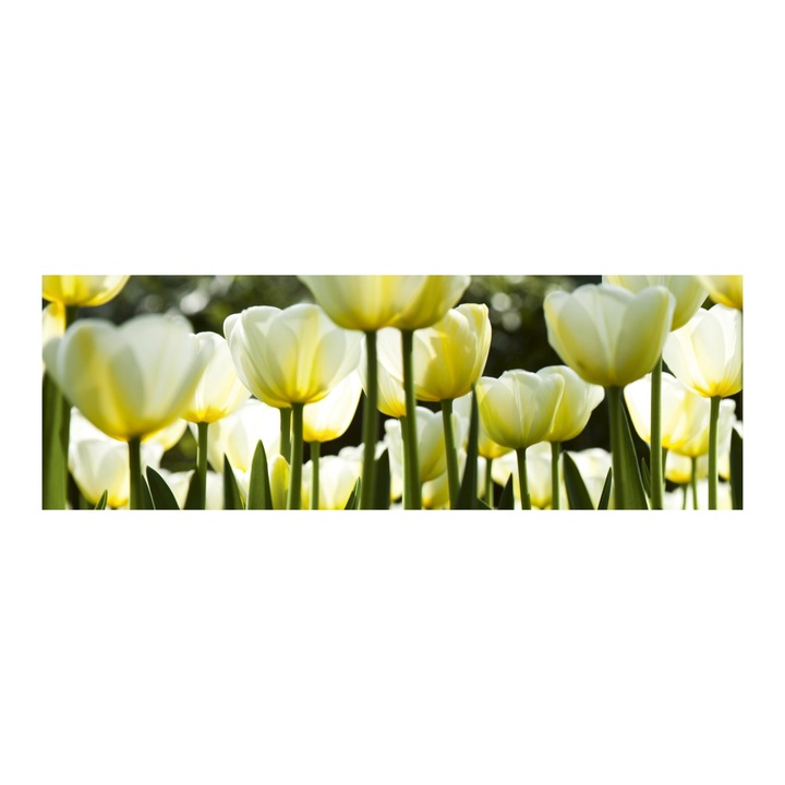 Тапет за кухня Dimex, Винил, Самозалепващ, Модел Лале, 180 x 60 см