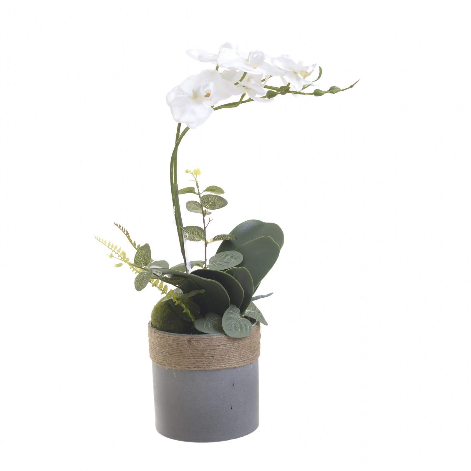 Orhidee alba in ghiveci 45 cm