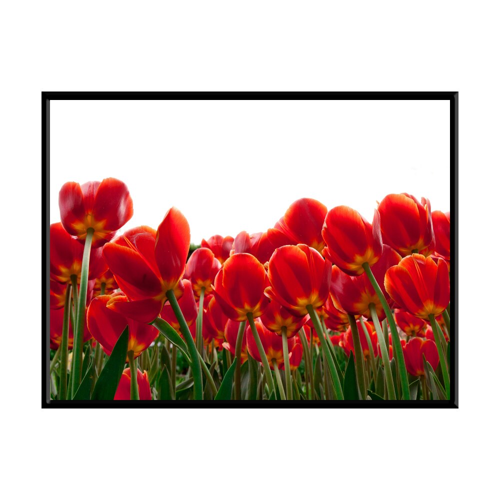 Tablou Lalele Rosii, 40x30cm, PVC, rama din lemn