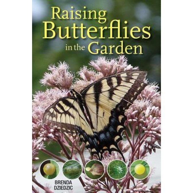 Raising Butterflies in the Garden, Brenda Dziedzic (Author)