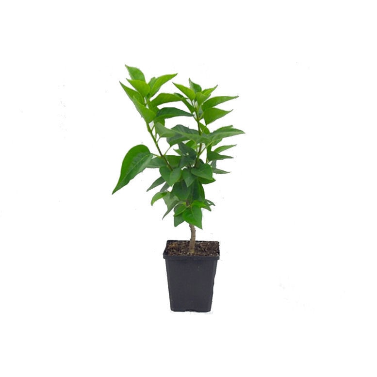 Magnolia Stellata Royal Star