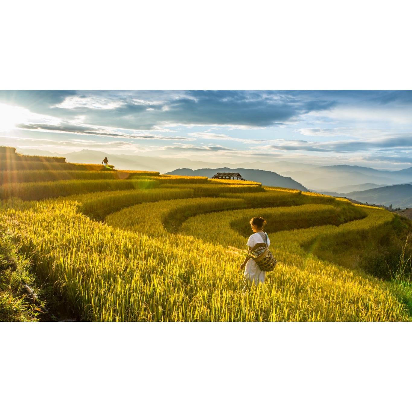 Fototapet autocolant PVC Campul de orez, 180x240 cm