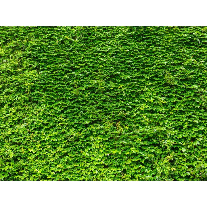 Fototapet autocolant PVC Zidul verde, 75x100 cm