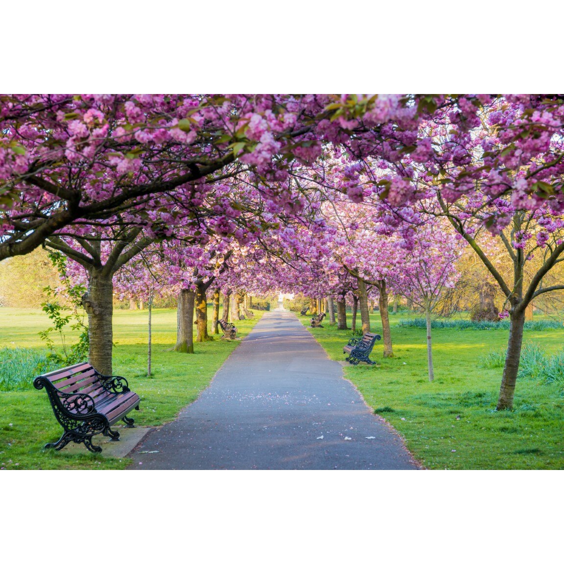 Fototapet autocolant PVC Dimineata in parc, 180x240 cm