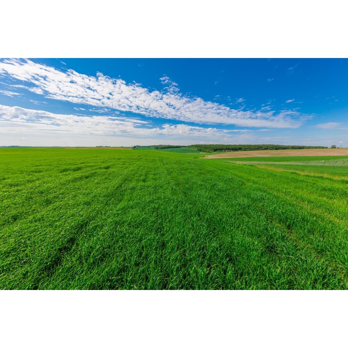 Fototapet autocolant PVC Campul verde, 180x240 cm