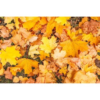 Fototapet autocolant PVC Covorul de frunze, 200x300 cm Fototapet autocolant PVC Covorul de frunze, 200x300 cm
