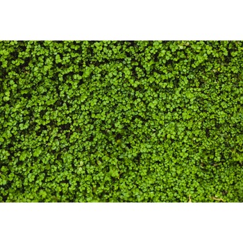 Fototapet autocolant PVC Covorul verde, 200x300 cm Fototapet autocolant PVC Covorul verde, 200x300 cm