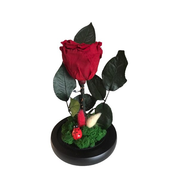 Cupola trandafir criogenat rosu, pe pat de licheni stabilizati verzi