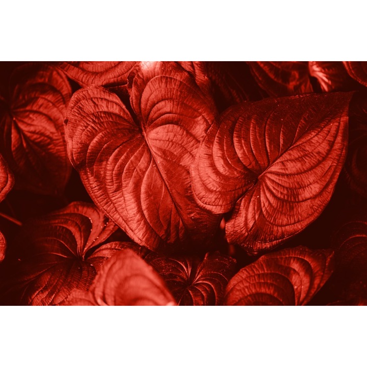 PVC matrica tapéta 80x130 cm Virágszőnyeg modell 10