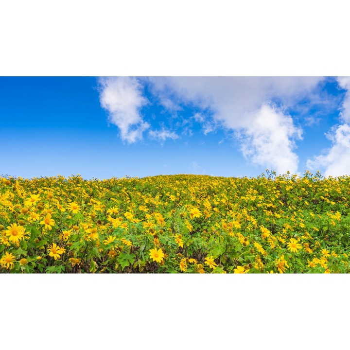 PVC matrica tapéta 80x130 cm Virágok szépsége 15. modell