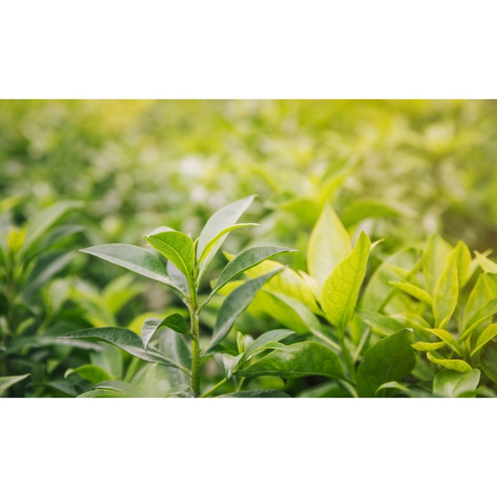 PVC matrica tapéta 80x130 cm Virágok szépsége 11. modell