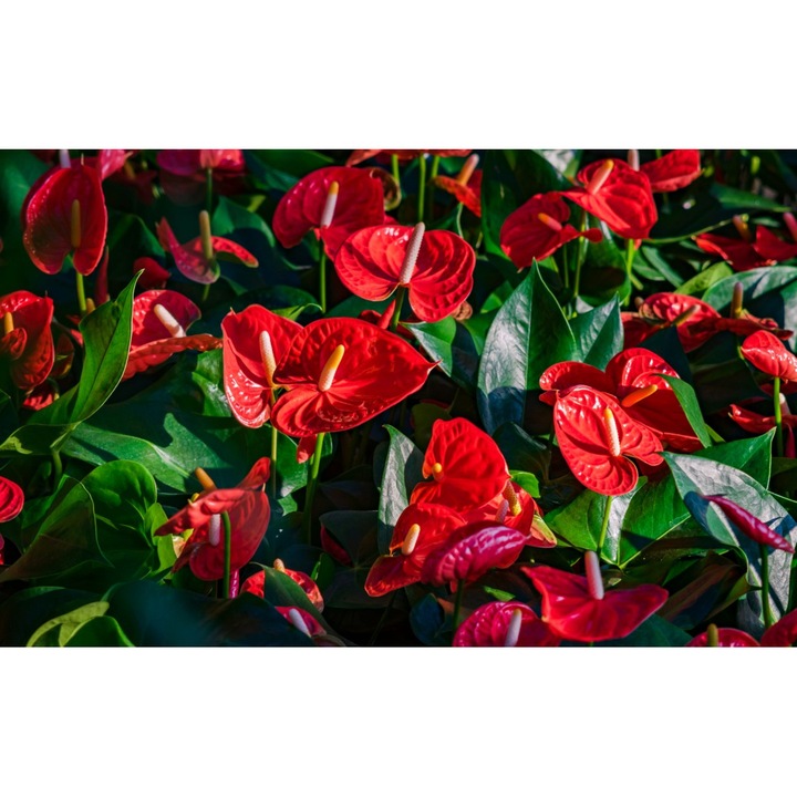 PVC matrica tapéta 80x130 cm A virágok szépsége 6. modell