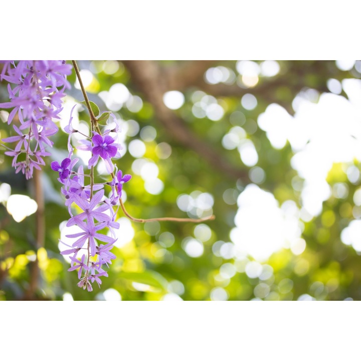 PVC matrica tapéta 80x130 cm A virágok szépsége 7. modell