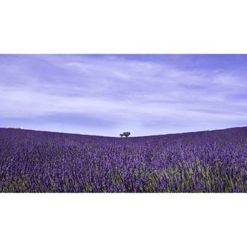 Fototapet autocolant PVC 75x100 cm Lavanda infinita Fototapet autocolant PVC 75x100 cm Lavanda infinita