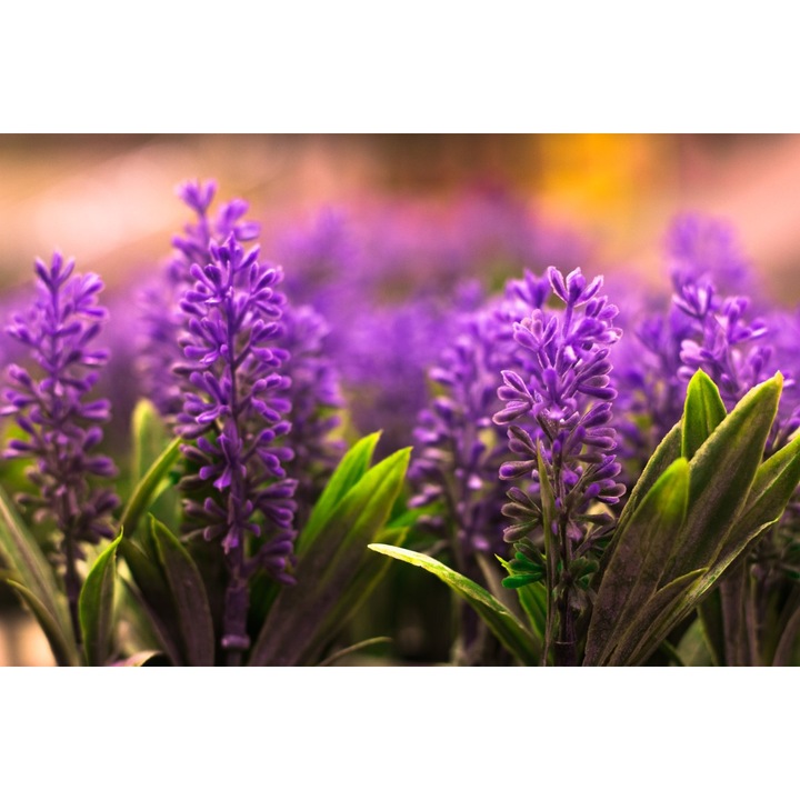 PVC matrica tapéta 80x130 cm A virágok szépsége 5. modell