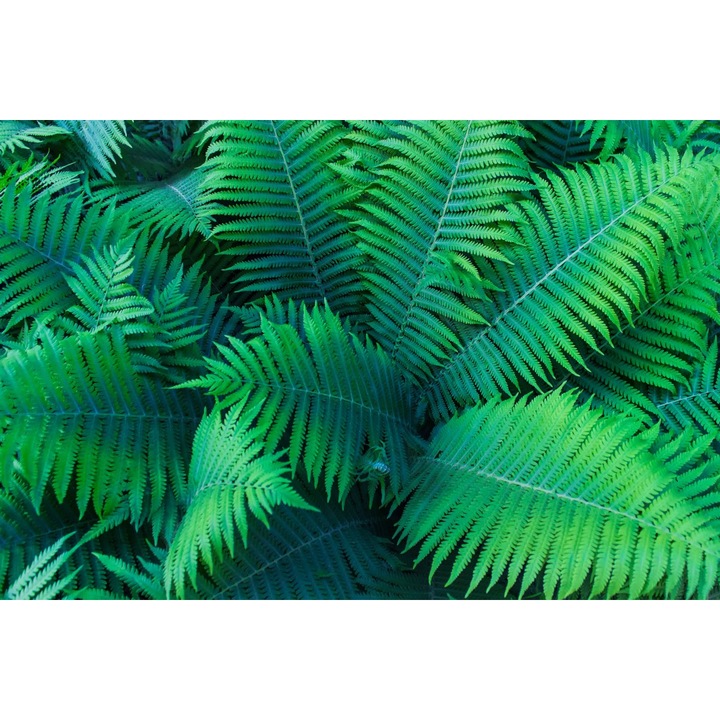 PVC matrica tapéta 80x130 cm Virágok szépsége 12. modell