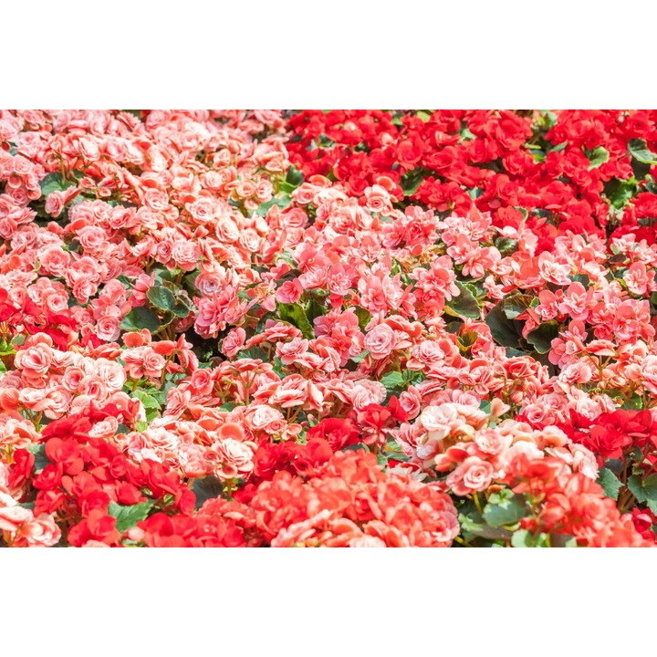 PVC öntapadós tapéta 80x130 cm Virágszőnyeg modell 2