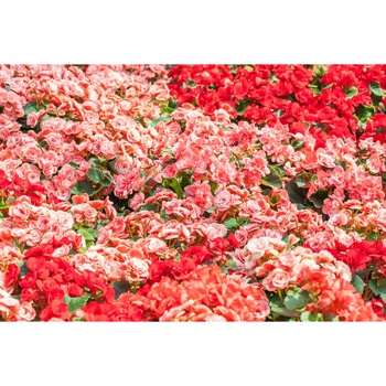 Fototapet autocolant PVC 75x100 cm Covorul de flori model 2 Fototapet autocolant PVC 75x100 cm Covorul de flori model 2