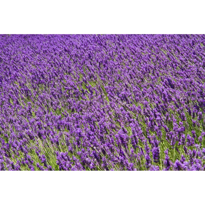 PVC matrica tapéta 90x130 cm A virágok szépsége 2. modell