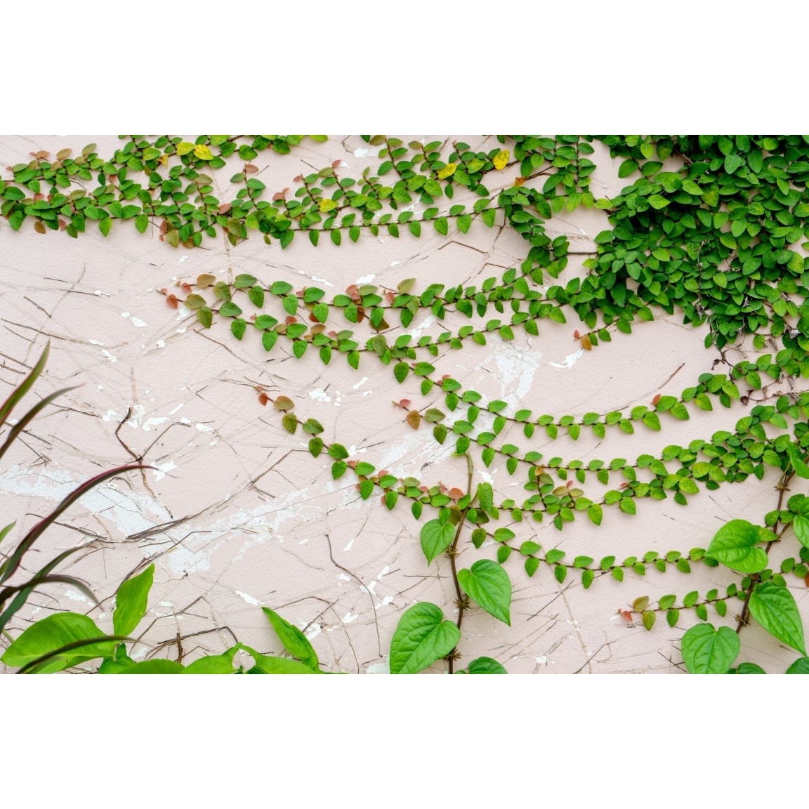 Fototapet autocolant PVC 90x130 cm Frumusetea florilor model 13