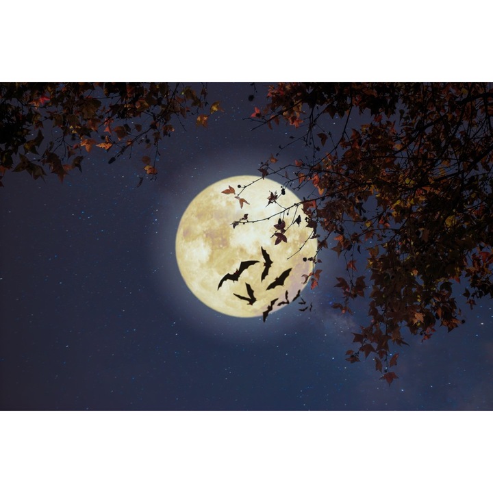 PVC matrica tapéta 80x130 cm Éjszakai varázslatos modell 2