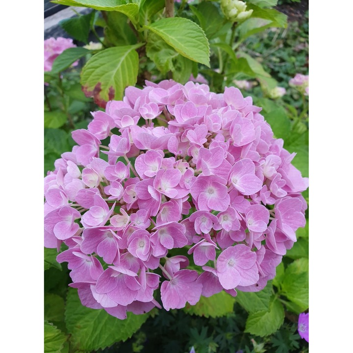 Ingrasamant hortensia 1L
