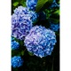 Ingrasamant hortensia 1L
