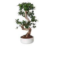 Bonsai Ginseng in forma de S in vas ceramic