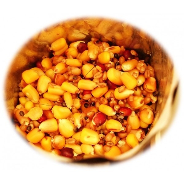 Seminte preparate Multiseeds