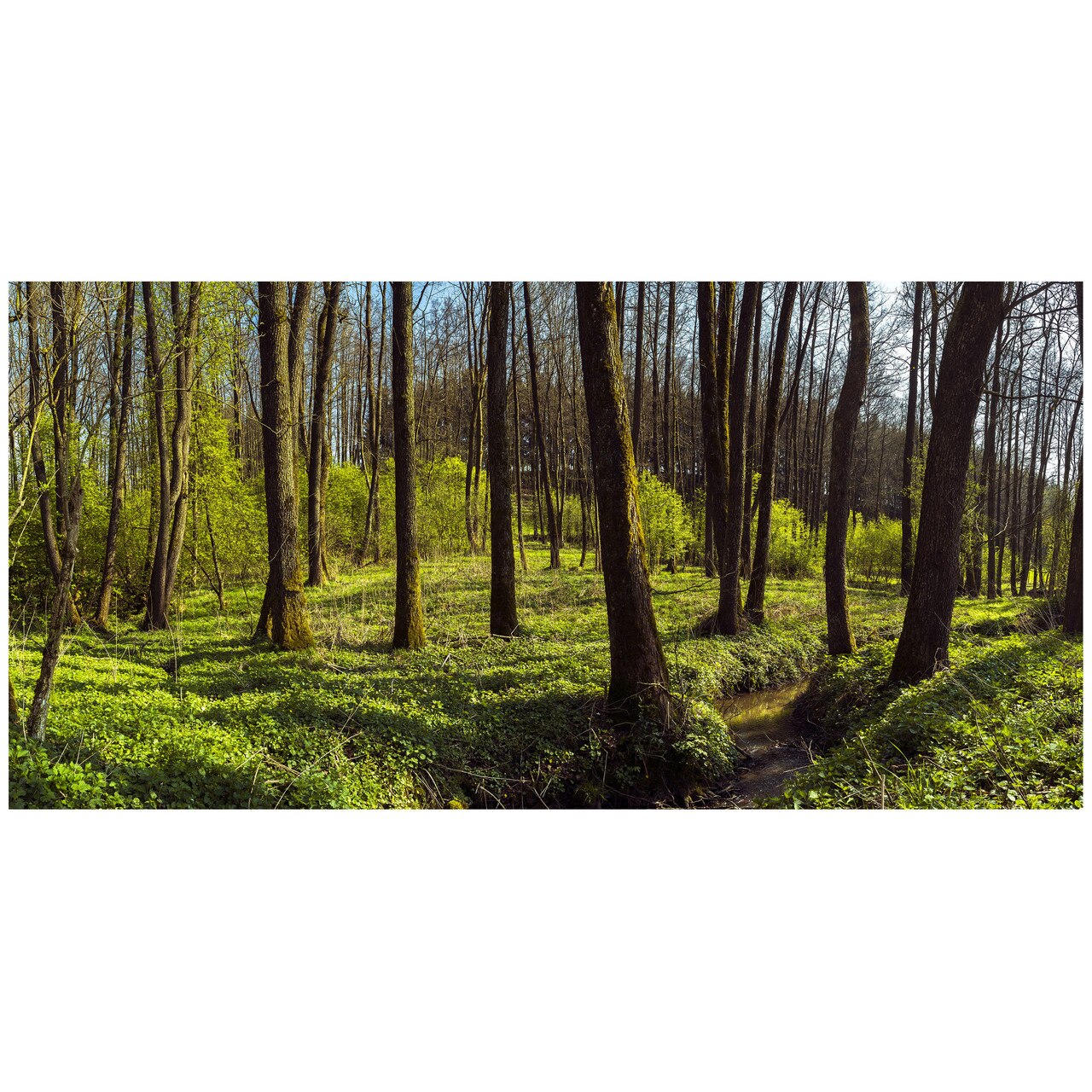 Fototapet Autoadeziv Padure, Copaci, Peisaj Panoramic - NWL-032, 140 x 285 cm