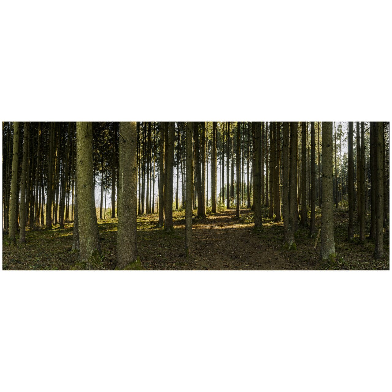 Fototapet Autoadeziv Padure, Copaci, Peisaj Panoramic - NWL-030, 100 x 260 cm