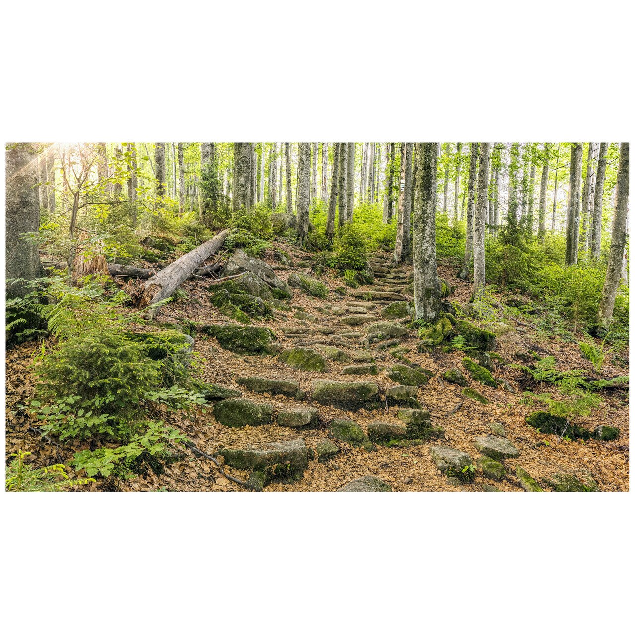Fototapet Autoadeziv Padure Bavareza - NWL-028, 140 x 250 cm