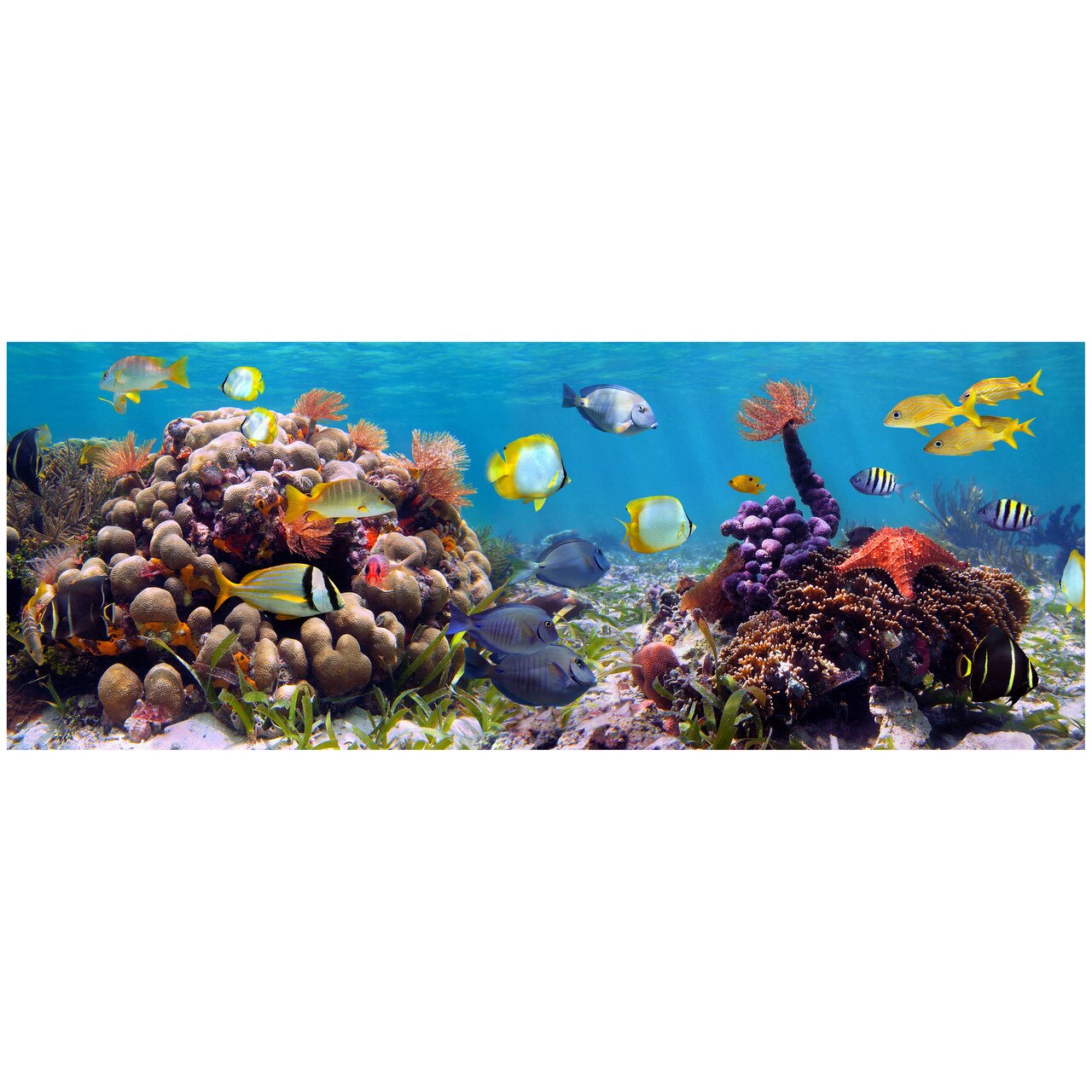 Fototapet Autoadeziv Acvatic Panorama - NWL-056, 70 x 185 cm