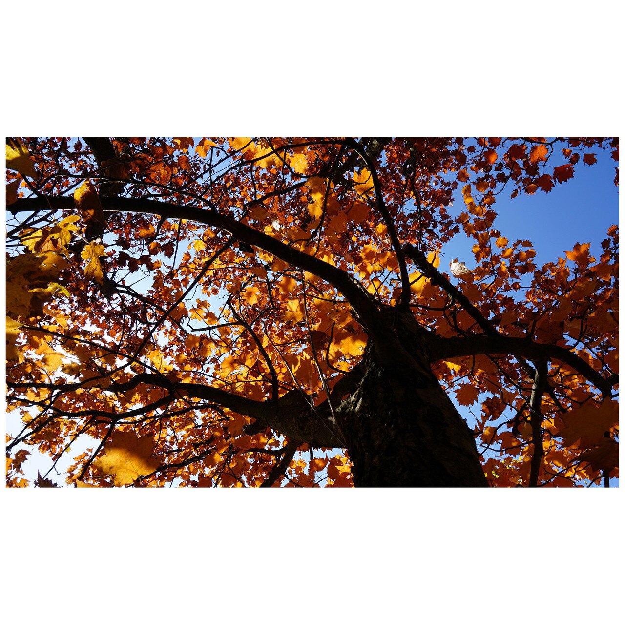 Fototapet Autoadeziv Frunze, Toamna, Copac - NWL-038, 100 x 175 cm