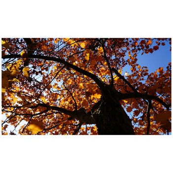 Fototapet Autoadeziv Frunze, Toamna, Copac - NWL-038, 100 x 175 cm Fototapet Autoadeziv Frunze, Toamna, Copac - NWL-038, 100 x 175 cm