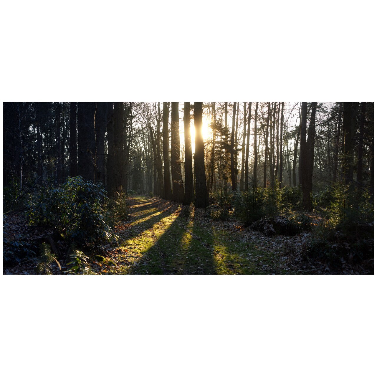 Fototapet Autoadeziv Padure, Copaci, Peisaj Panoramic - NWL-029, 100 x 215 cm