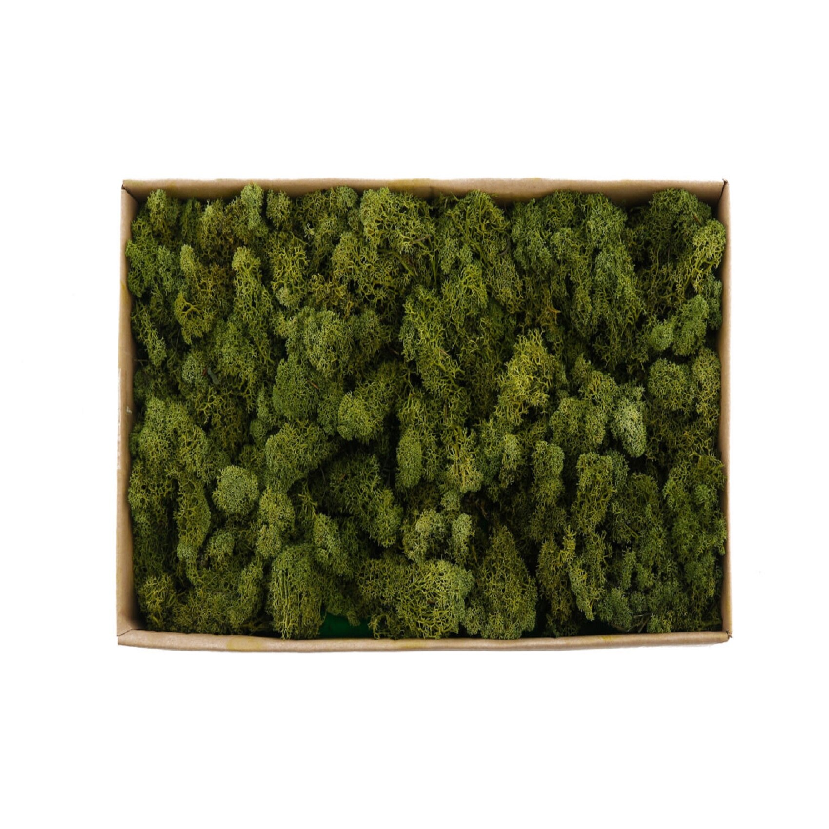 Licheni stabilizati verde inchis, Aranjamente de vis, 500 grame