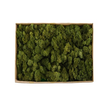 Licheni stabilizati verde inchis, Aranjamente de vis, 500 grame Licheni stabilizati verde inchis, Aranjamente de vis, 500 grame