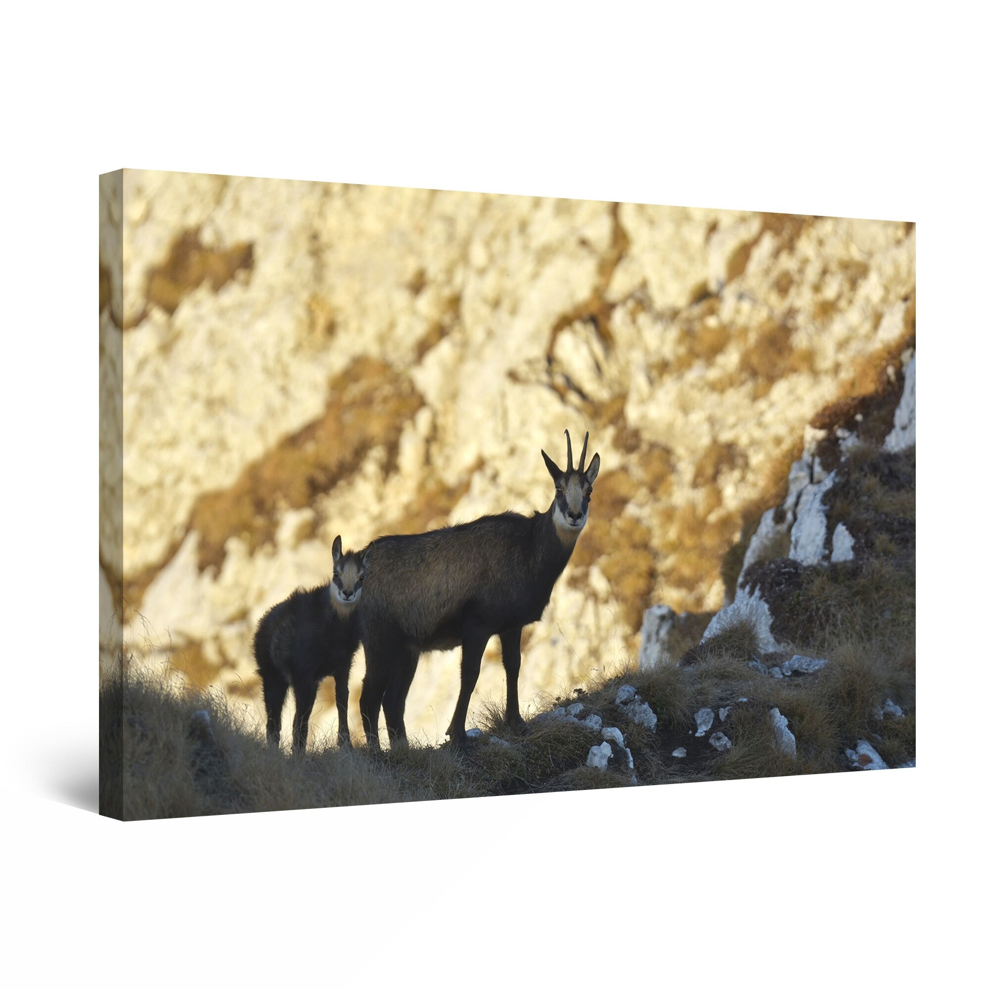 Tablou DualView Startonight Capre de Munte, luminos in intuneric, 60 cm x 40 cm