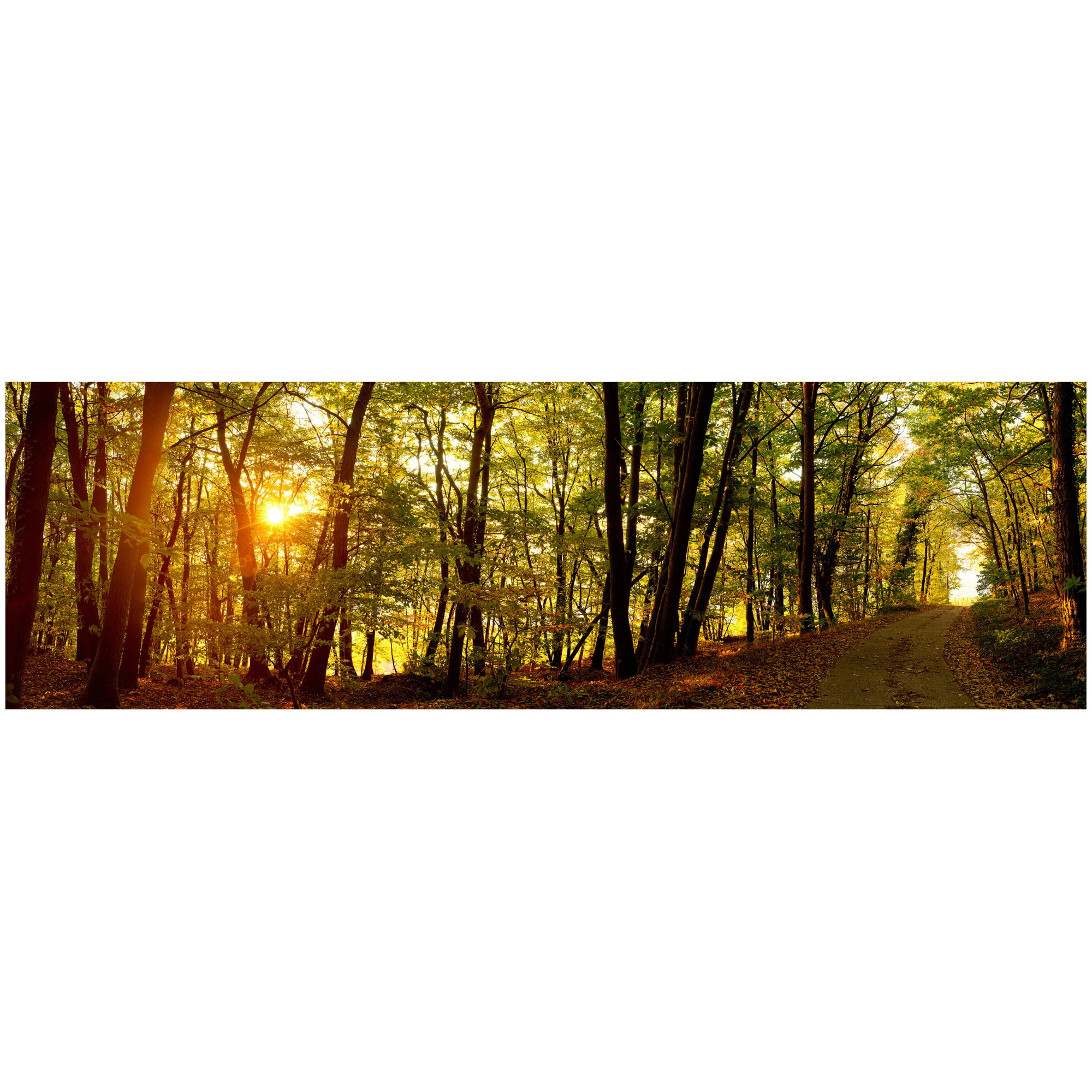 Fototapet Autoadeziv Padure, Copaci, Peisaj Panoramic - NWL-031, 100 x 330 cm