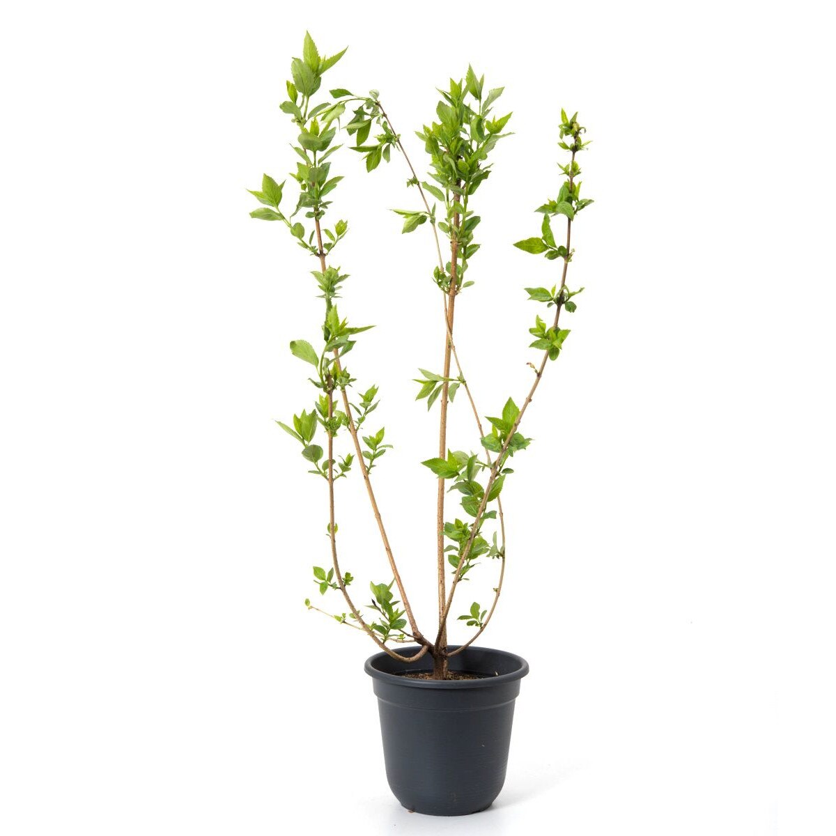 Forsythia Beatrix inaltime 20 - 30 cm