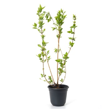 Forsythia Beatrix inaltime 20 - 30 cm Forsythia Beatrix inaltime 20 - 30 cm