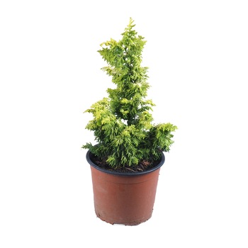 Chiparos - Chamaecyparis Obtusa Fernspray Gold - 10-20 cm inaltime Chiparos - Chamaecyparis Obtusa Fernspray Gold - 10-20 cm inaltime