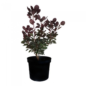 Scumpie - Cotinus Coggygria Royal Purple - inatime 60 - 80 cm Scumpie - Cotinus Coggygria Royal Purple - inatime 60 - 80 cm