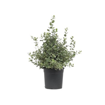 Euonymus Fortunei Emerald Gaiety inaltime 10 - 20 cm Euonymus Fortunei Emerald Gaiety inaltime 10 - 20 cm
