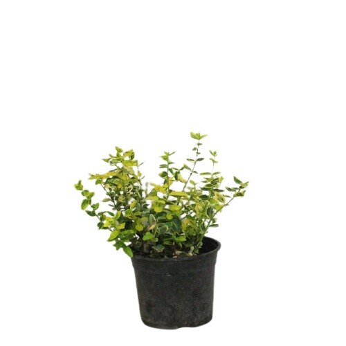 Euonymus Fortunei Emerald n Gold inaltime 10 - 20 cm