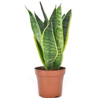limba soacrei - sansevieria mica purifica aerul  vas decorativ imagen 31_0_
0