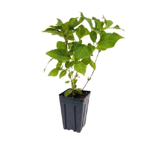 Hortensie - Hydrangea Arborescens Annabelle - inaltime 60-80 cm