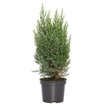 Ienupar - Juniperus Chinensis Stricta - inaltime 40 - 60 cm Ienupar - Juniperus Chinensis Stricta - inaltime 40 - 60 cm