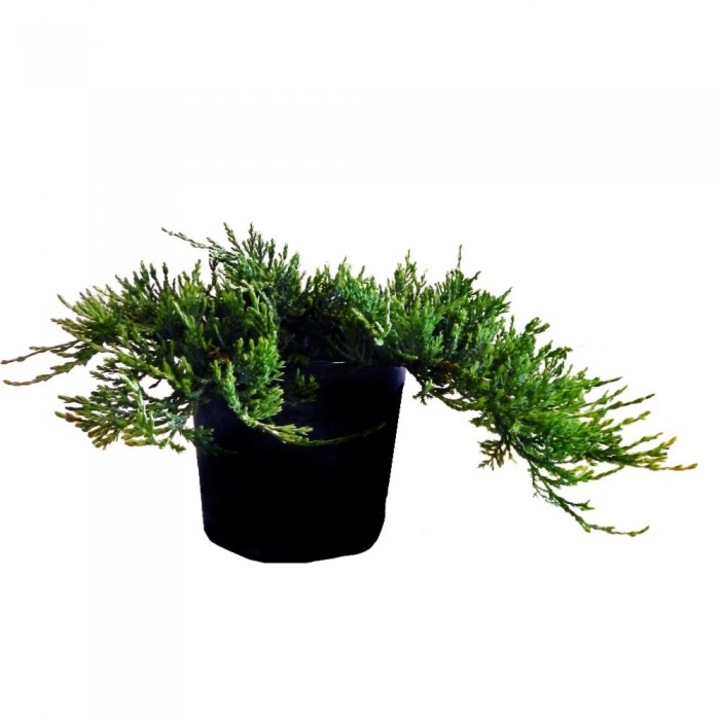 Ienupar - Juniperus Horizontalis Glacier - diametru 30 - 40